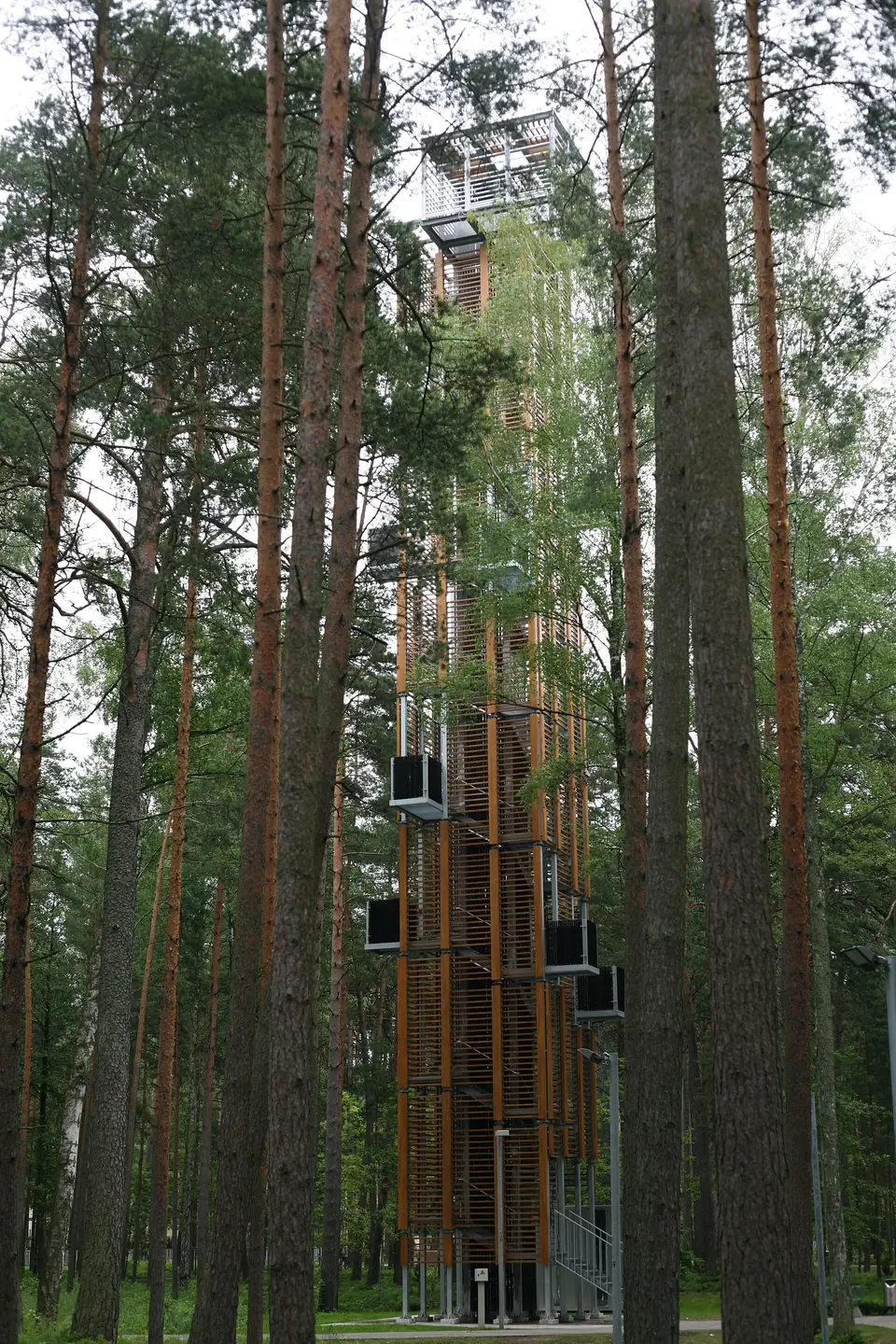 Смотровая вышка лесопарка Дзинтари среди сосен