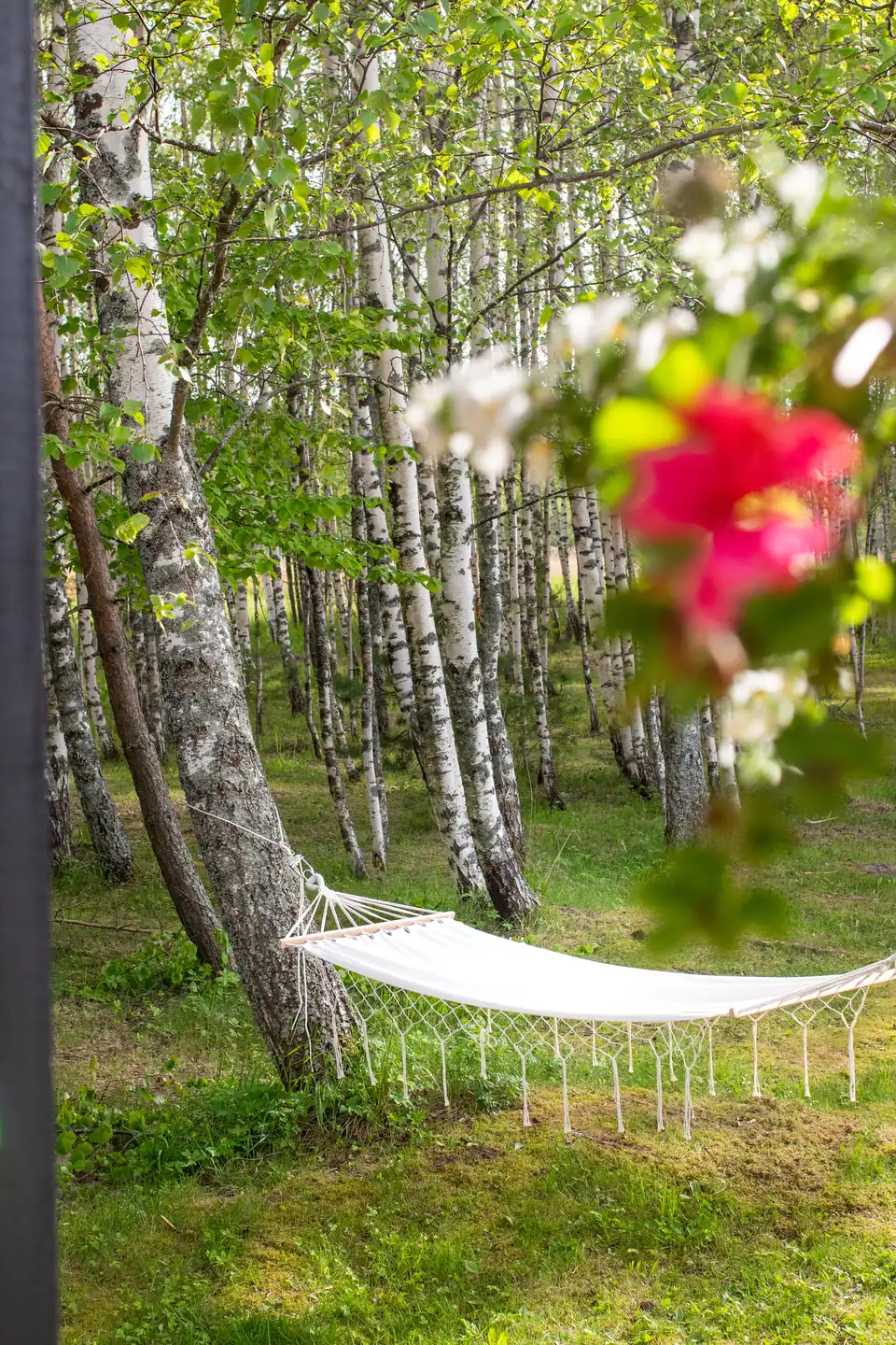 The birch grove at Saulriets with a hammock between the trees